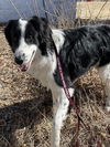 adoptable Dog in  named FRANK