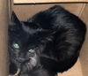 adoptable Cat in  named SALEM