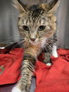 adoptable Cat in  named ATHENA
