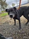TOBY - Photo 1