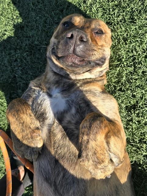 BELLA - Pit Bull Terrier available for adoption