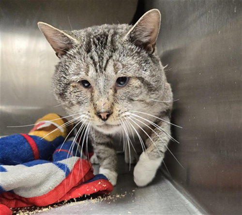 CHEWY, an adoptable Domestic Short Hair in Casper, WY