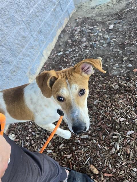 picture of the dog needing adoption