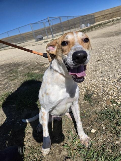 MAVERIK, an adoptable Plott Hound in Casper, WY