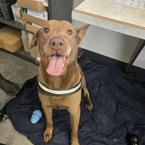 BAYLOR, an adoptable Labrador Retriever in Casper, WY