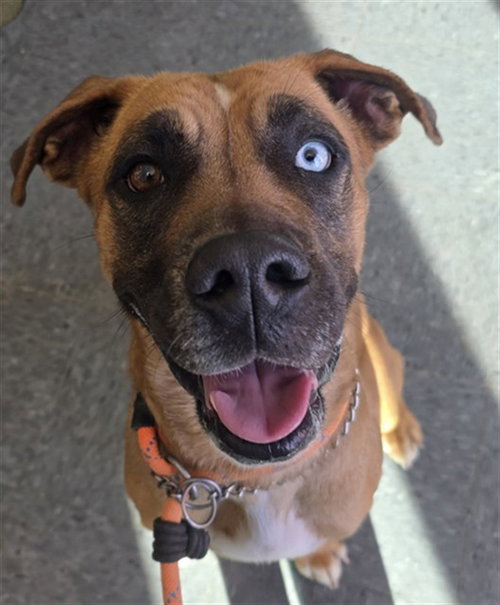 picture of the dog needing adoption