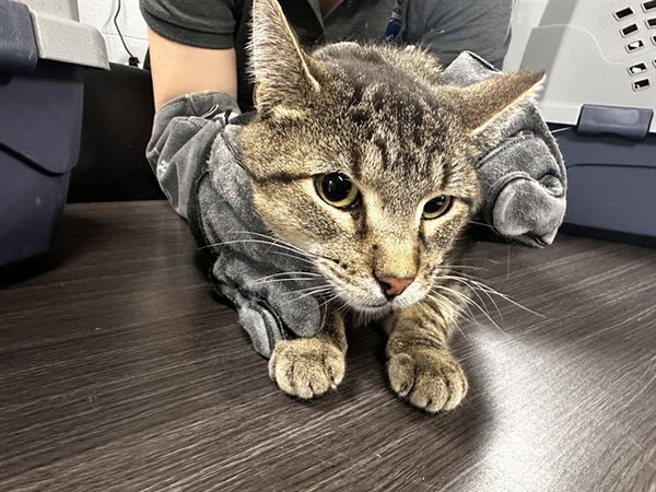 OLIVER