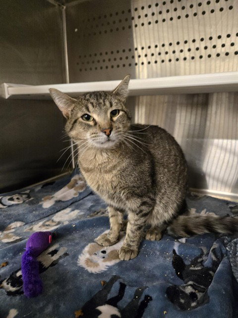 OLIVER, an adoptable Domestic Short Hair in Casper, WY