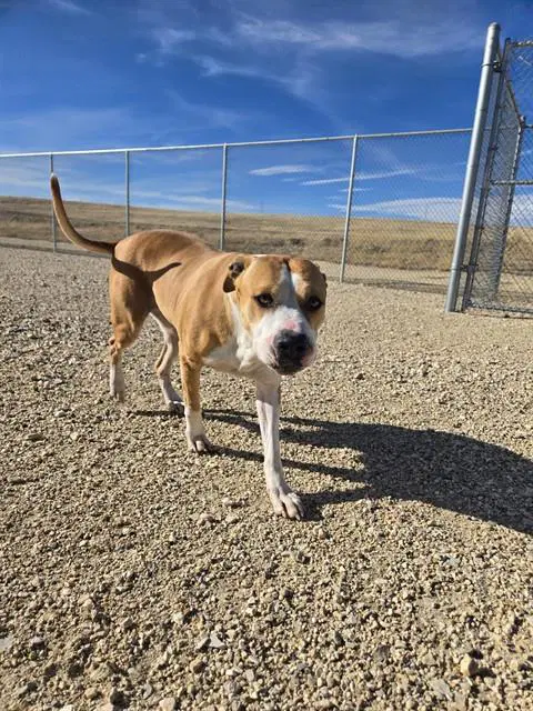 Harley - Pit Bull Terrier