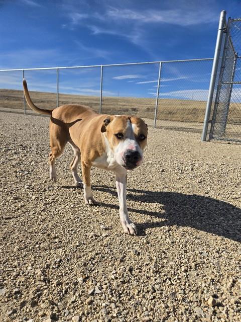 HARLEY, an adoptable Pit Bull Terrier in Casper, WY