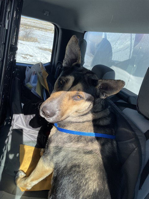 German Shepherd