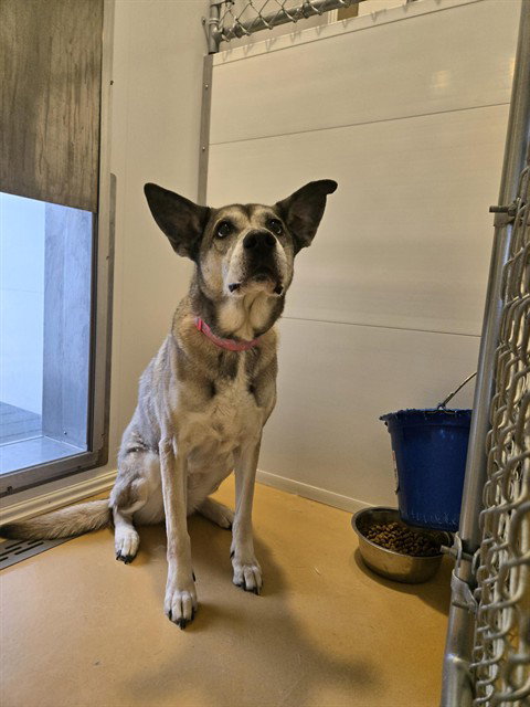 picture of the dog needing adoption