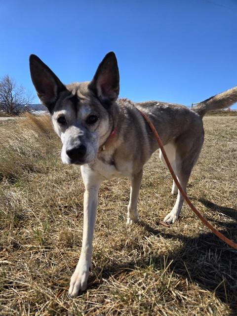 SASHA, an adoptable German Shepherd Dog in Casper, WY