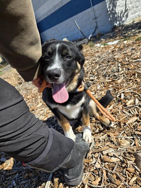 HUDSON, an adoptable Australian Shepherd in Casper, WY