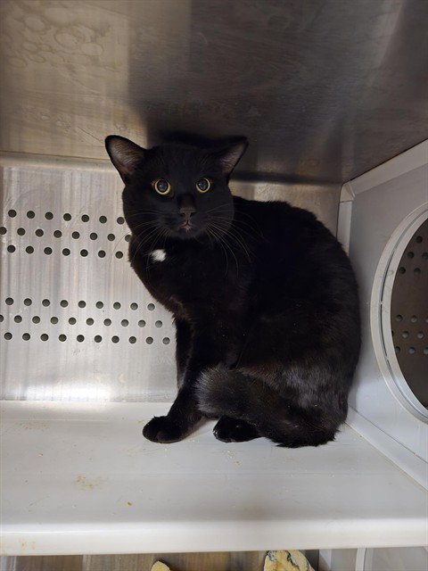 BURNS, an adoptable Domestic Short Hair in Casper, WY