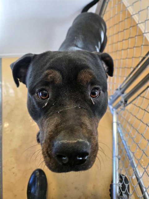 DUDLEY, an adoptable Rottweiler in Casper, WY