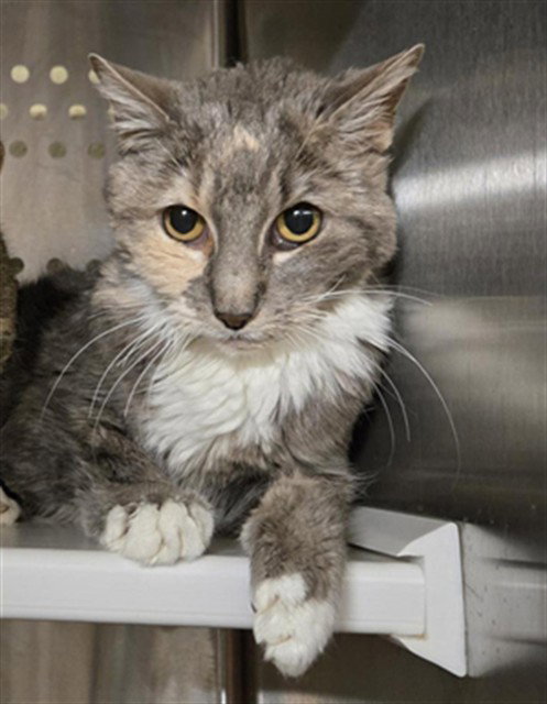 MAGGIE, an adoptable Domestic Short Hair in Casper, WY