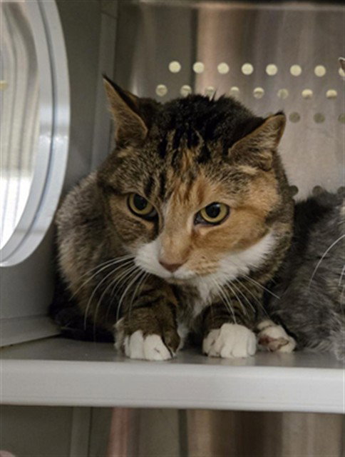 MOLLY, an adoptable Domestic Short Hair in Casper, WY