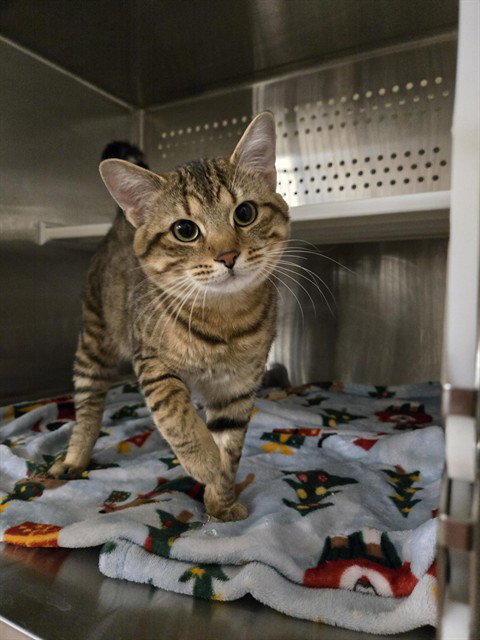 DOUGLAS, an adoptable Domestic Short Hair in Casper, WY