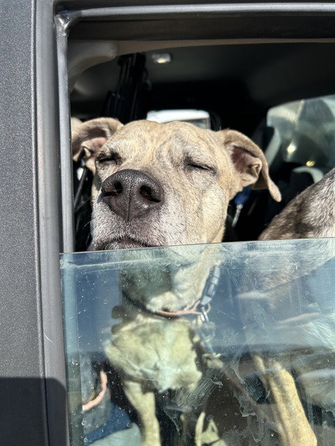 MONGO, an adoptable Pit Bull Terrier in Casper, WY