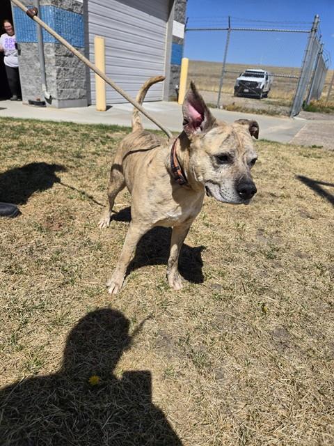 MONGO, an adoptable Pit Bull Terrier in Casper, WY