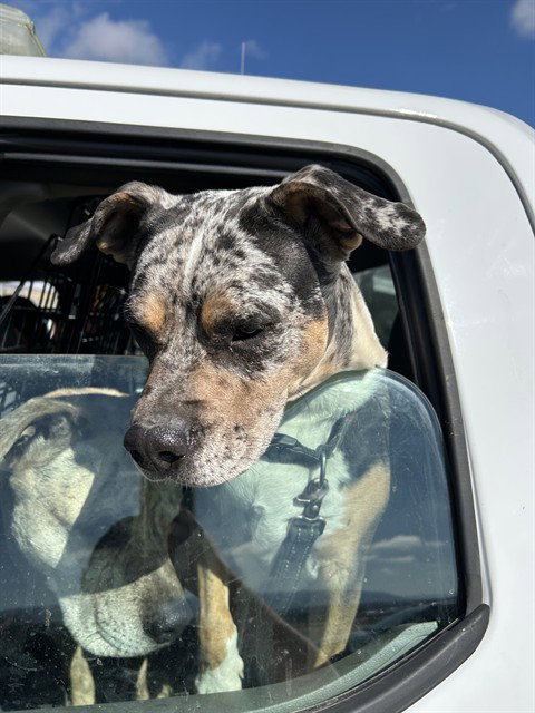 DOTTIE, an adoptable Pit Bull Terrier in Casper, WY