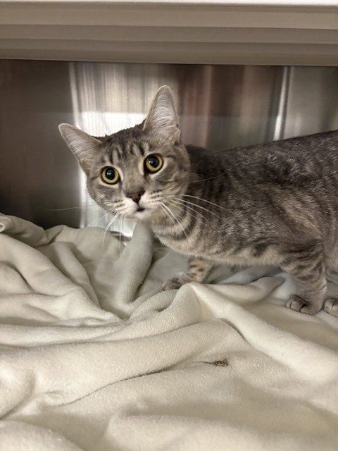 JUICY, an adoptable Domestic Short Hair in Casper, WY