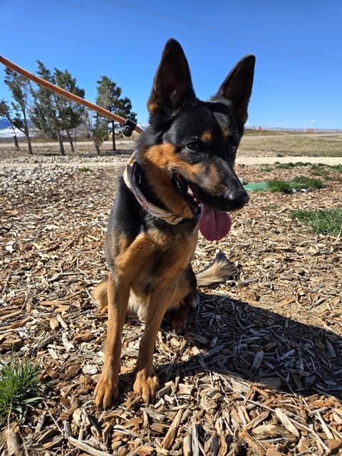 KAISER, an adoptable German Shepherd Dog in Casper, WY