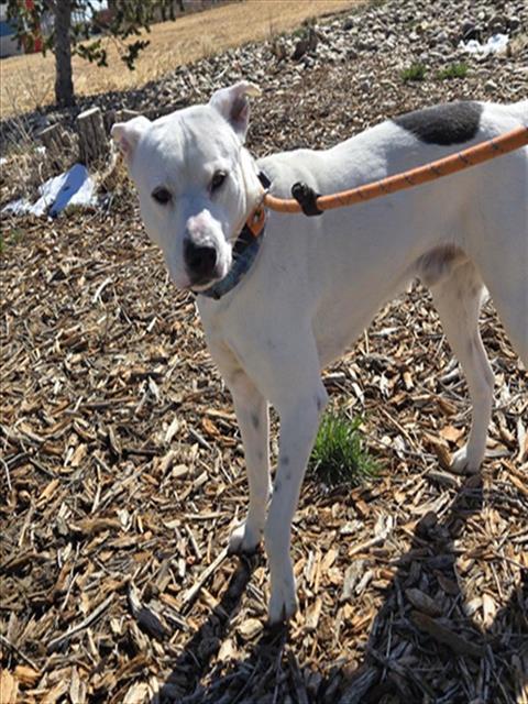 BART, an adoptable Pit Bull Terrier in Casper, WY