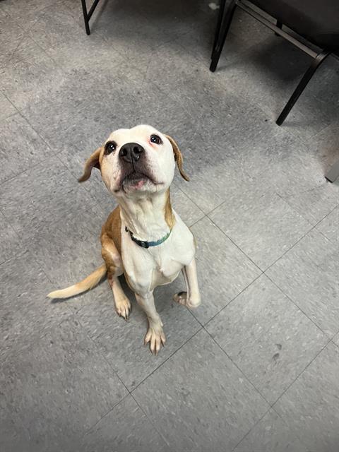 PAYTON, an adoptable Pit Bull Terrier in Casper, WY
