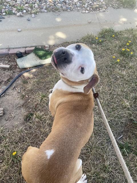 PAYTON, an adoptable Pit Bull Terrier in Casper, WY