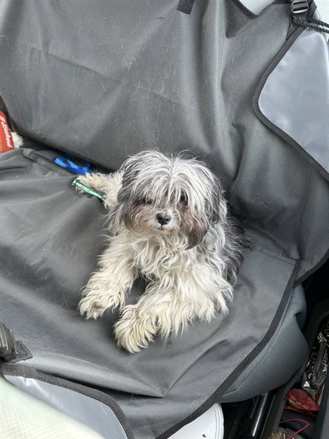 PEBBLES, an adoptable Schnauzer in Casper, WY