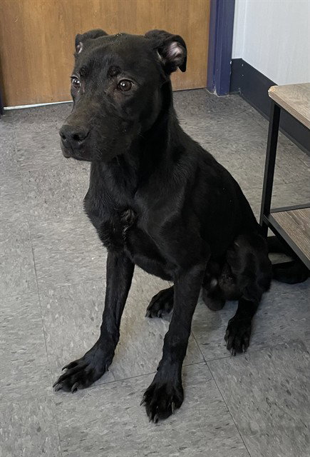NIKO, an adoptable Labrador Retriever in Casper, WY