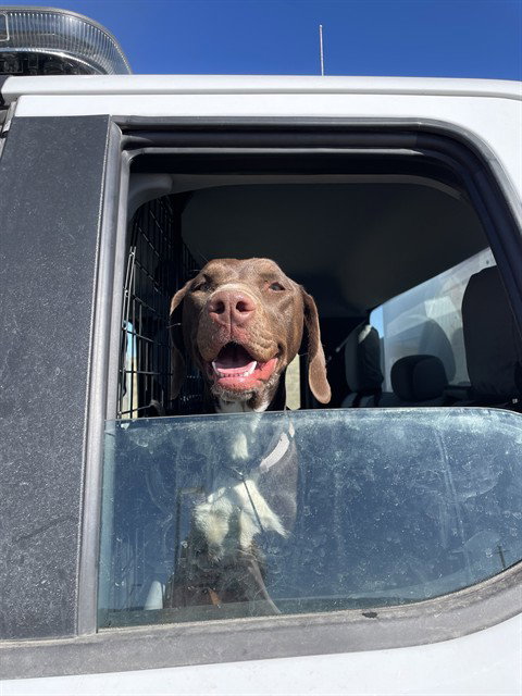 RAISEN, an adoptable German Shorthaired Pointer in Casper, WY