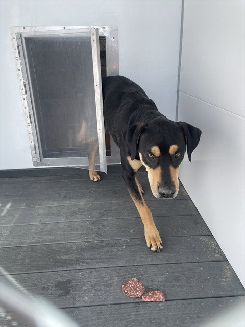 CALVIN, an adoptable Rottweiler in Casper, WY