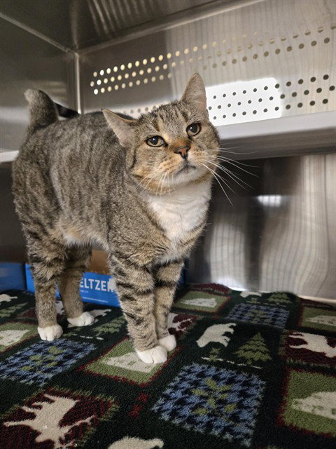 JUNO, an adoptable Domestic Short Hair in Casper, WY