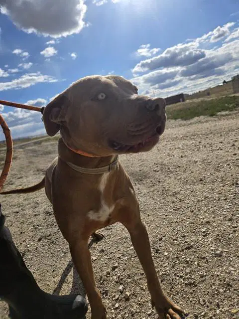 Ezra - Pit Bull Terrier