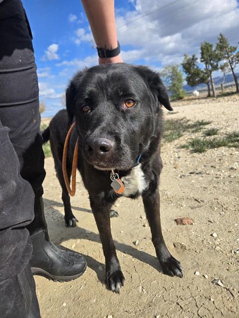 CHESTER, an adoptable Labrador Retriever in Casper, WY