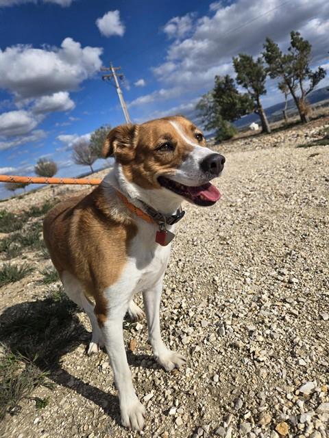 GINGER, an adoptable Australian Cattle Dog in Casper, WY