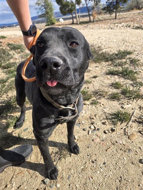 SUNDAY, an adoptable Labrador Retriever in Casper, WY
