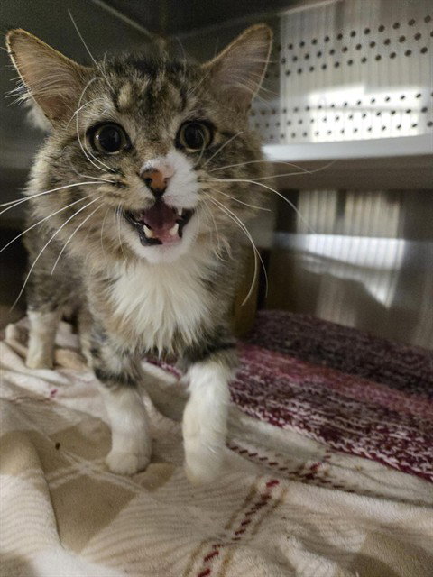 TITAN, an adoptable Domestic Long Hair in Casper, WY