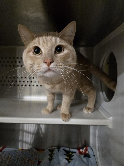 DUNE, an adoptable Domestic Short Hair in Casper, WY