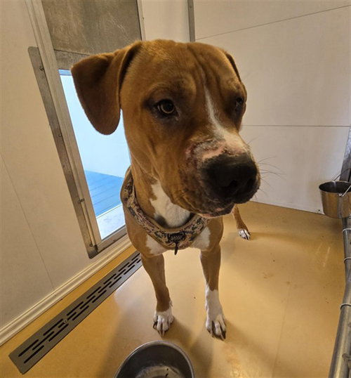 MONGO, an adoptable Pit Bull Terrier in Casper, WY