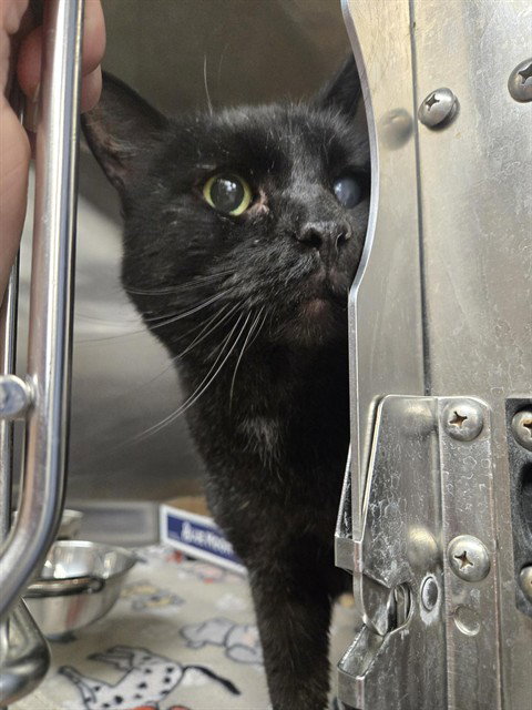 ONYX, an adoptable Domestic Short Hair in Casper, WY