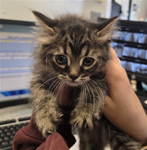 BROOKS, an adoptable Domestic Long Hair in Casper, WY