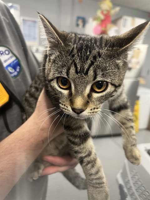 AMETHYST, an adoptable Domestic Short Hair in Casper, WY