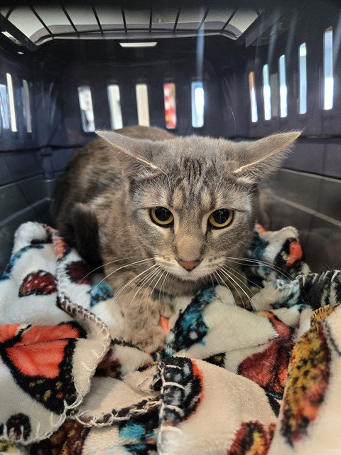 CLARABELL, an adoptable Domestic Short Hair in Casper, WY