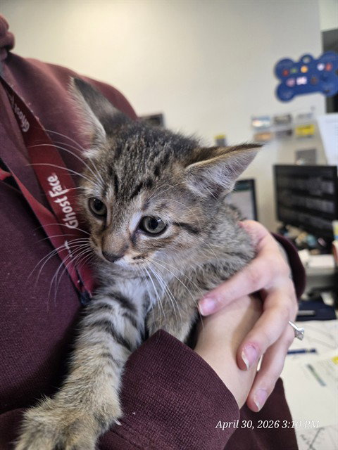 XANDER, an adoptable Domestic Short Hair in Casper, WY