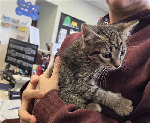 HUCK, an adoptable Domestic Short Hair in Casper, WY