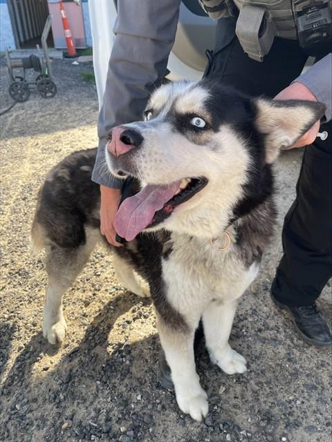 DIPSTICK, an adoptable Siberian Husky in Casper, WY